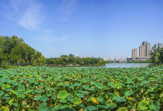 天津水上公園荷塘大畫幅