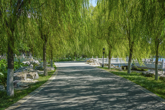 北寧公園柳樹步道