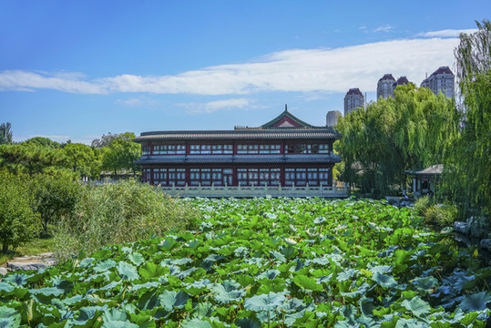 天津北寧公園荷花池