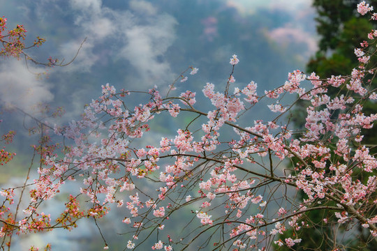 武寧太平山櫻花