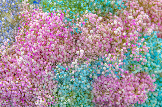 滿天星鮮花背景