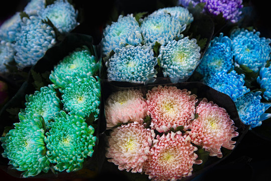 雛菊背景