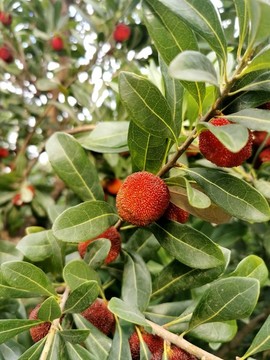 紅楊梅