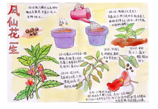 鳳仙花的一生自然筆記
