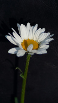 大濱菊