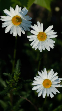 大濱菊