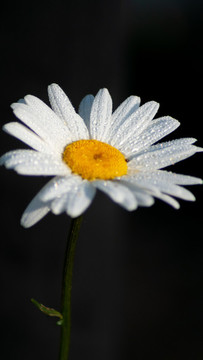 大濱菊