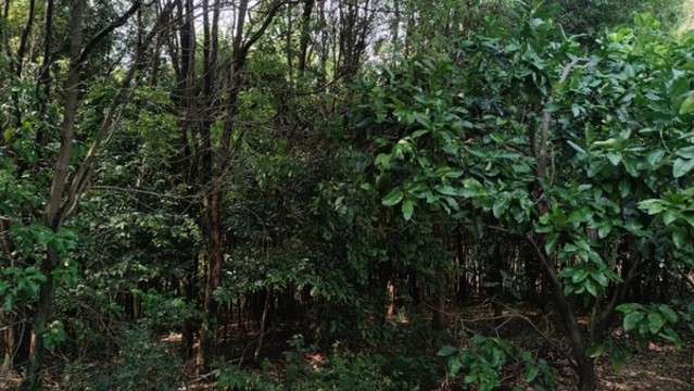 林中陽光