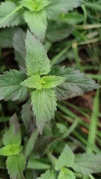藿香薊