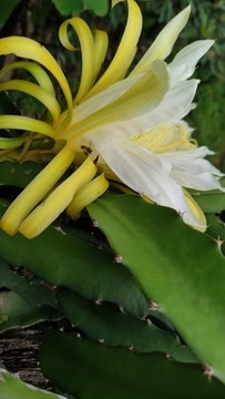 火龍果花