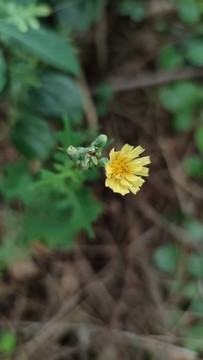 苦苣菜
