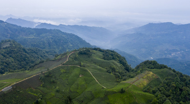 天宮山黃茅硬茶海