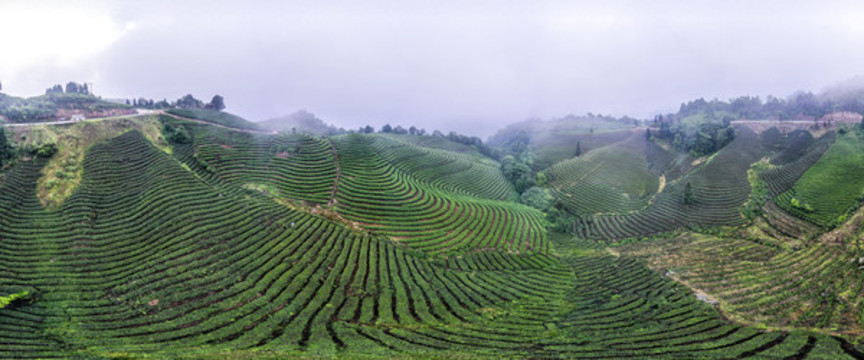天宮山黃茅硬茶海