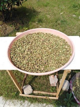 曬豌豆