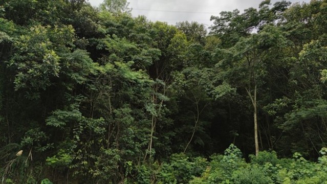 山林