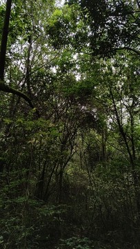 山林