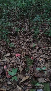 毒紅菇