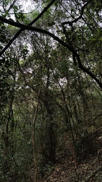 山林