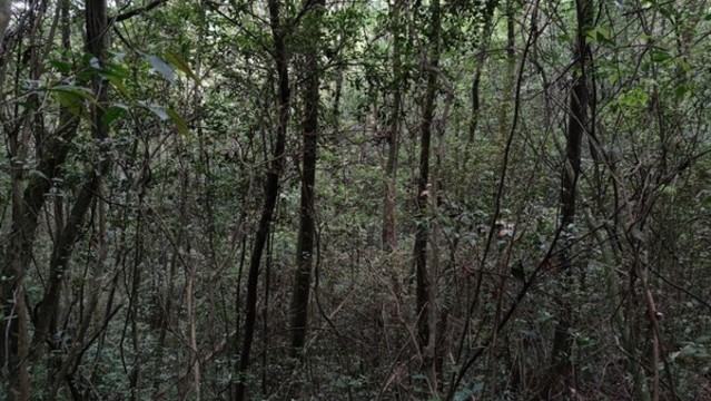 山林