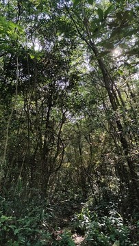 穿林陽光