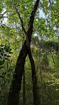 山林