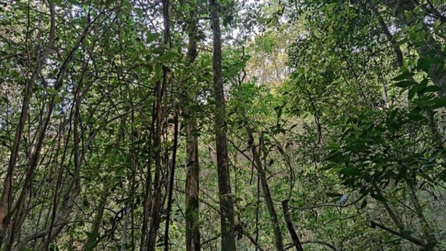 山林