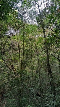 山林