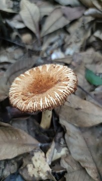 褐色菌