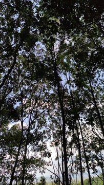 黑白樹枝