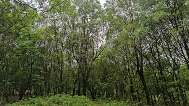 樟樹林