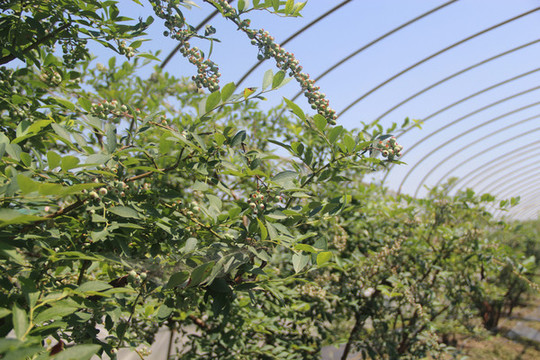藍(lán)莓種植園