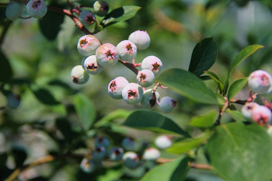 特寫藍(lán)果