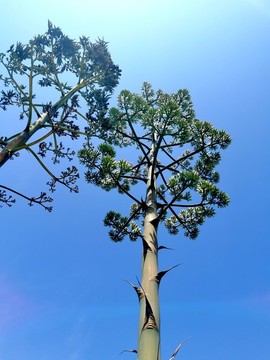 劍麻龍舌蘭開花