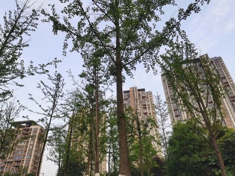 城市公園
