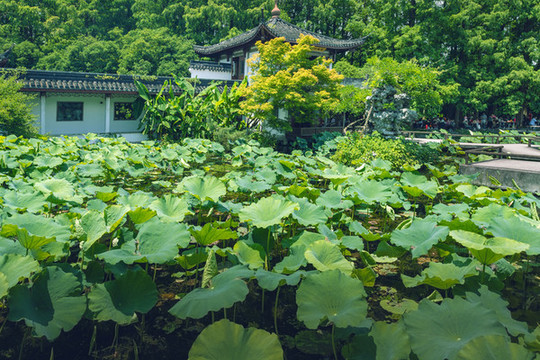 杭州西湖曲院風(fēng)荷