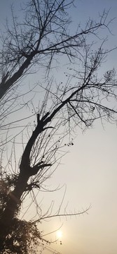 夕陽下的樹剪影