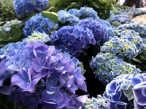 繡球花