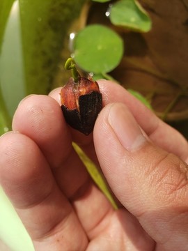 碗蓮發(fā)芽