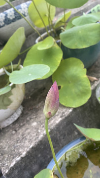碗蓮花苞