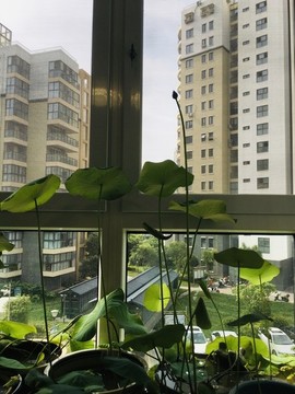 碗蓮荷葉