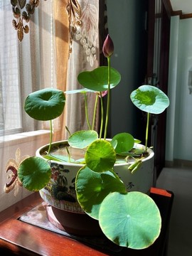 案頭碗蓮