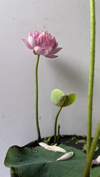 粉色碗蓮