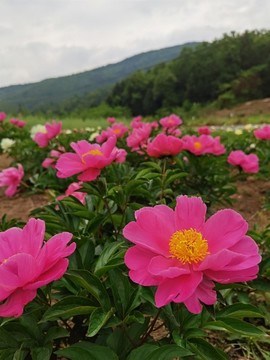 芍藥花