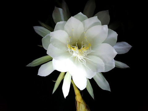 曇花