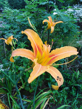 黃花菜