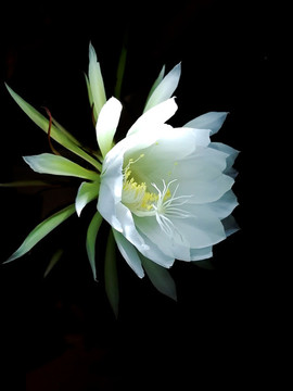 曇花