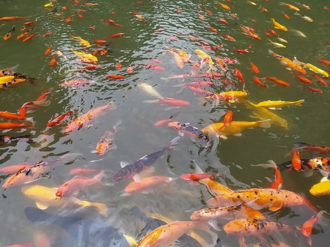 魚