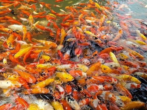 魚(yú)