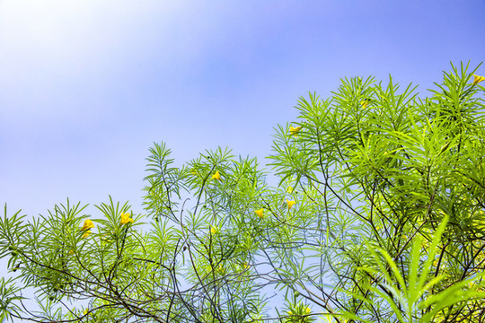 仰拍鮮花樹枝