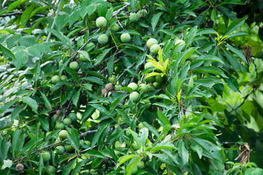 李子結(jié)果